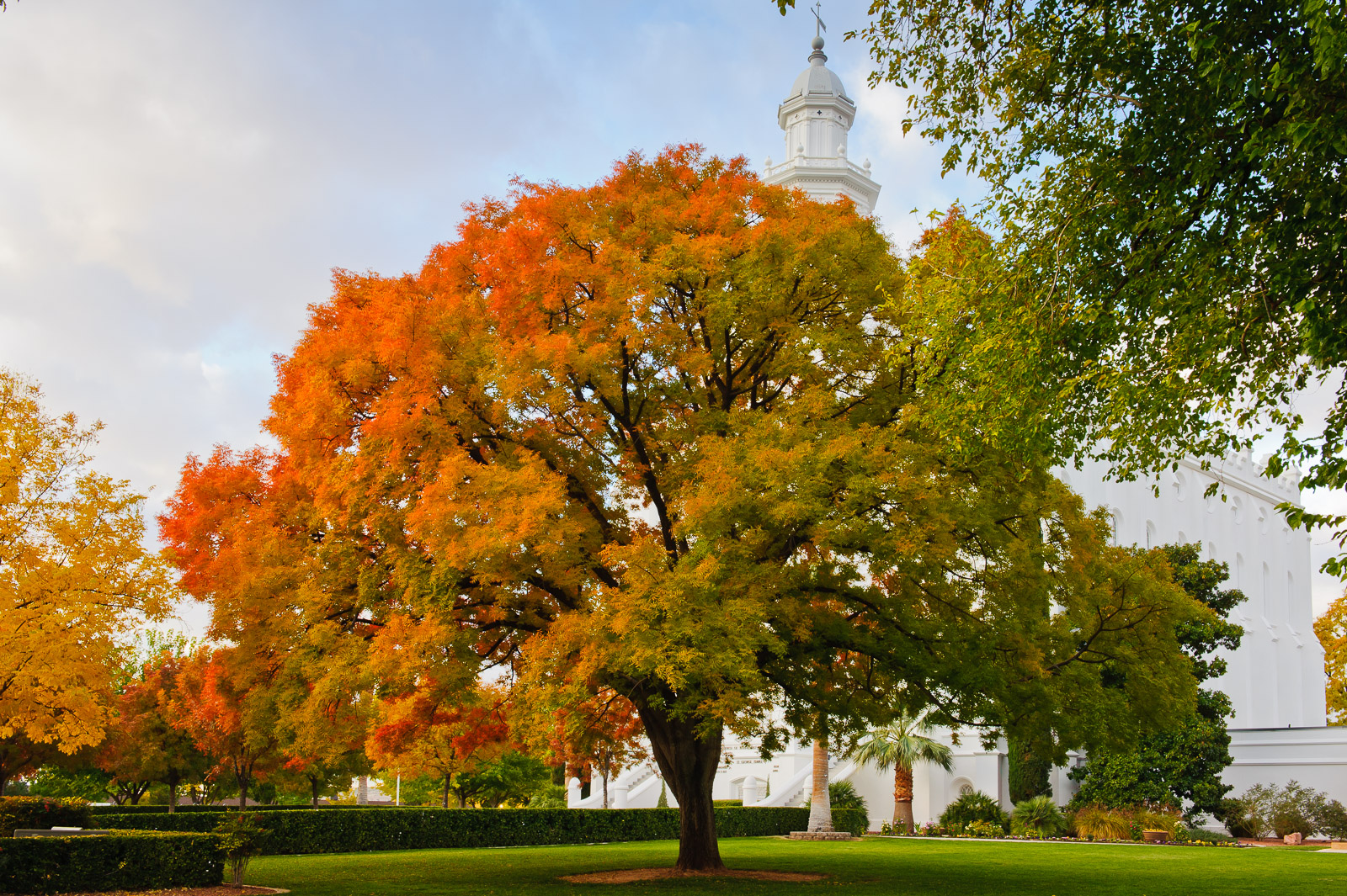 Tree of Many Colors - Jeremiah Barber Photography