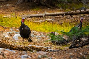 wild turkeys in Great Basin National Park