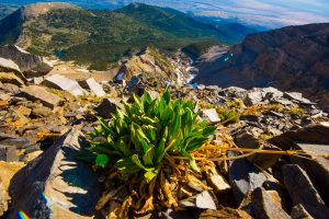 Wheeler Peak plant